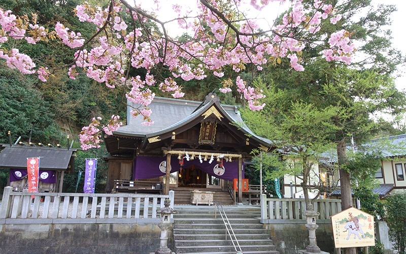 春。桜の毛谷黒龍神社
